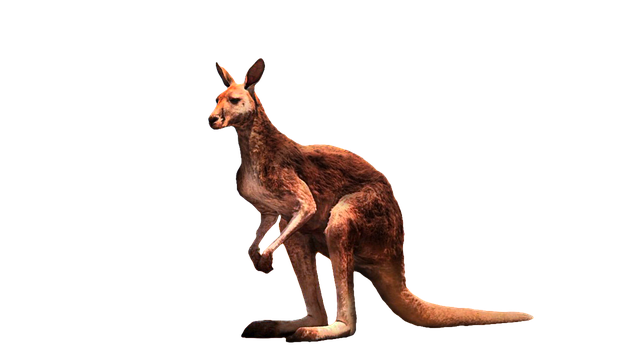 kangaroo